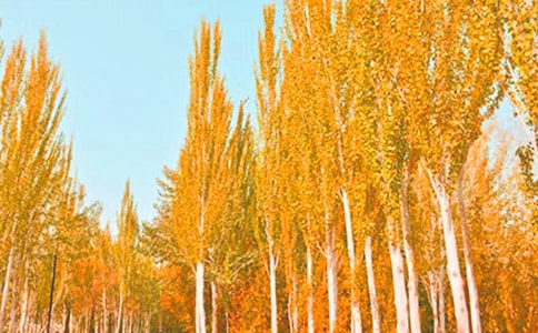 《白楊》教學反思范文