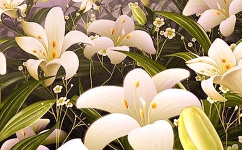 《心田上的百合花開(kāi)》讀后感