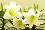 百合花的功效與作用