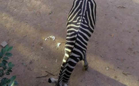 文明禮讓斑馬線征文6篇