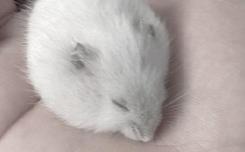 【精品】觀察倉鼠日記作文三篇