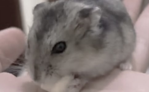 觀察可愛小倉鼠的日記