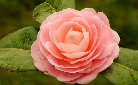 談茶花嫁接技術(shù)