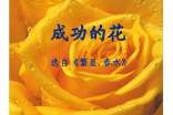 成功的花小學(xué)作文500字