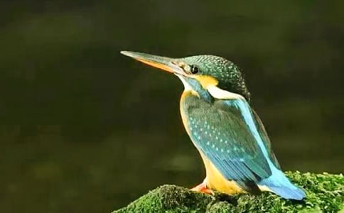 《翠鳥》讀后感(通用9篇)