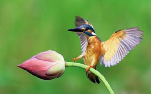 小學(xué)語(yǔ)文教學(xué)反思翠鳥(niǎo)(9篇)