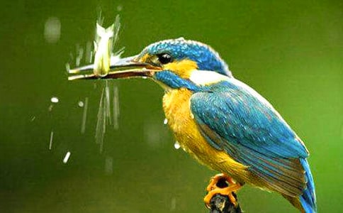 小學(xué)三年級語文《翠鳥》教學(xué)反思(6篇)