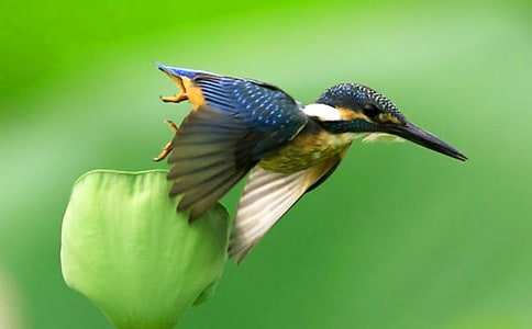 小學(xué)三年級(jí)語(yǔ)文《翠鳥(niǎo)》說(shuō)課稿