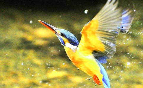 小學語文《翠鳥》的教學反思