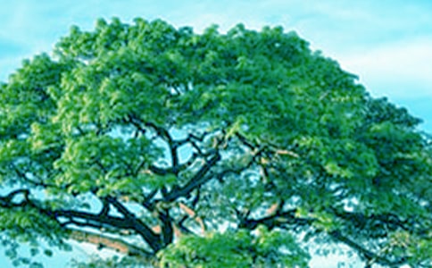 關(guān)于大樹(shù)的觀察日記