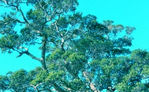 大樹觀察日記三篇