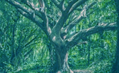 仰望大樹借物抒情800字「薦讀」