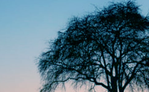 小草和大樹讀后感