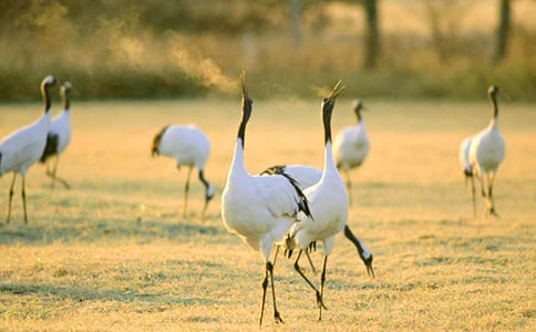 美麗的丹頂鶴教學反思