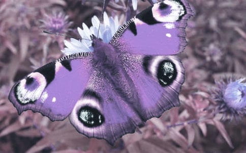 野生動(dòng)植物進(jìn)出口證書管理辦法