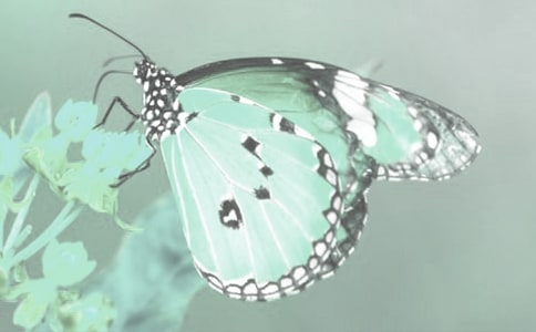 動植物觀察日記15篇