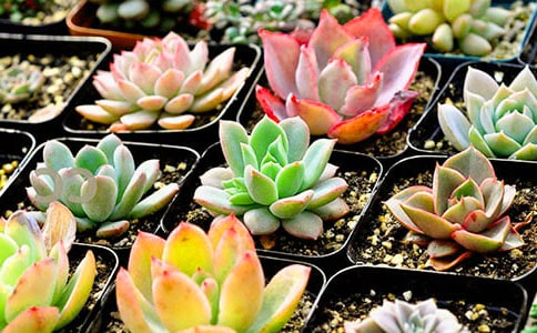 多肉觀察日記五百范文