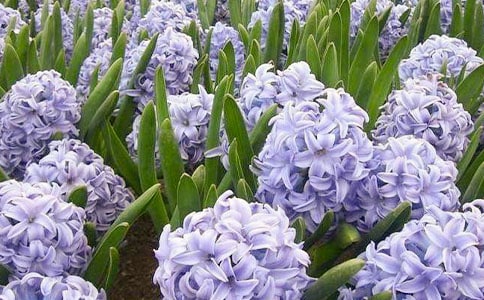 風(fēng)信子有哪些品種-常見的風(fēng)信子品種