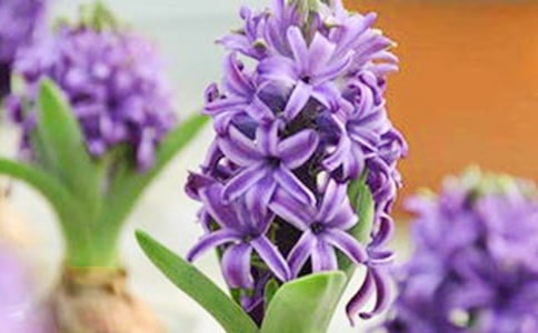 風(fēng)信子觀察日記6則