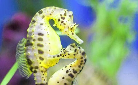 海馬的藥用價(jià)值與應(yīng)用