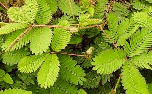 【熱】含羞草觀察日記