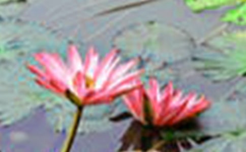 寫荷花的作文匯總六篇