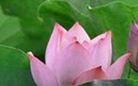 荷花優(yōu)秀作文匯總15篇