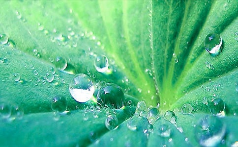 荷葉茶沖泡方法