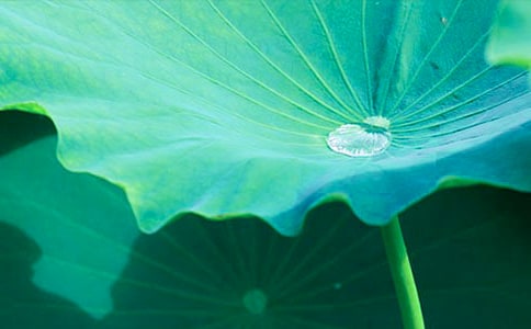 荷葉蒸紅棗的精簡(jiǎn)制作方法