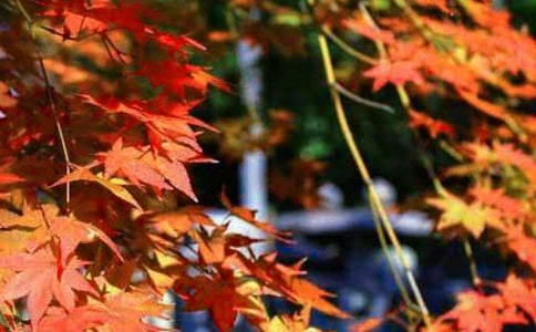 故鄉(xiāng)紅葉閱讀答案