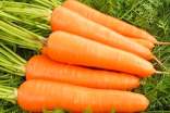 胡蘿卜的營養(yǎng)
