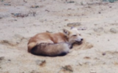 烏鴉和狐貍作文300字(推薦)