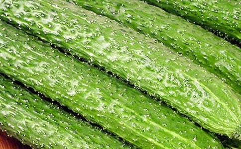 秋黃瓜種植時(shí)間