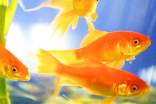 觀察金魚日記