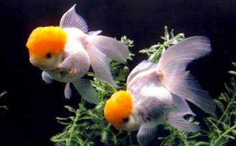 小金魚觀察日記作文