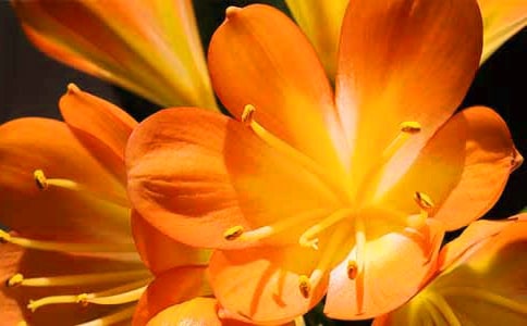 君子蘭怎么養(yǎng)-君子蘭的養(yǎng)殖方法