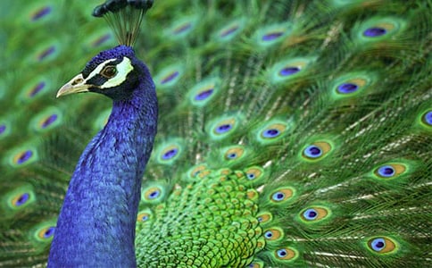 描寫白孔雀優(yōu)美的句子