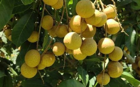 小學(xué)生關(guān)于龍眼盆栽的觀察日記