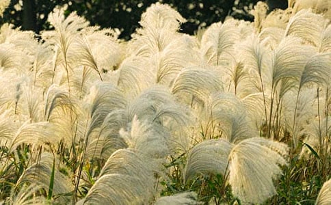 關(guān)于蘆葦?shù)奈谰渥?篇