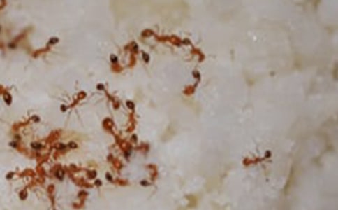 觀察螞蟻?zhàn)魑?00字