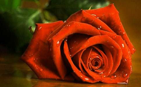 金邊玫瑰沖泡方法