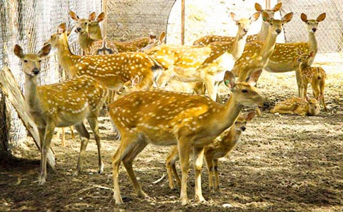 寫梅花鹿的優(yōu)美句子