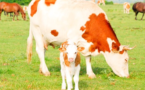 奶牛場(chǎng)實(shí)習(xí)總結(jié)