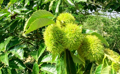 綿陽(yáng)周末周邊游好去處(農(nóng)家樂)