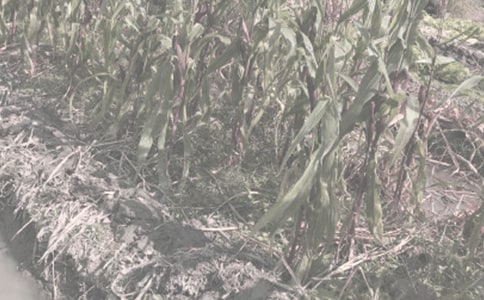 農作物重大病蟲應急防控預案范文