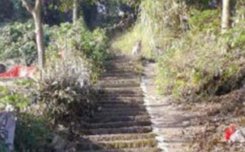 那片綠綠的爬山虎教學(xué)反思