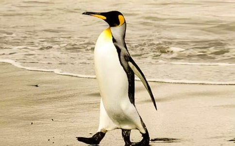 觀看《帝企鵝日記》有感