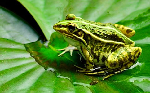 歌唱活動五只小青蛙教學(xué)反思(精選10篇)