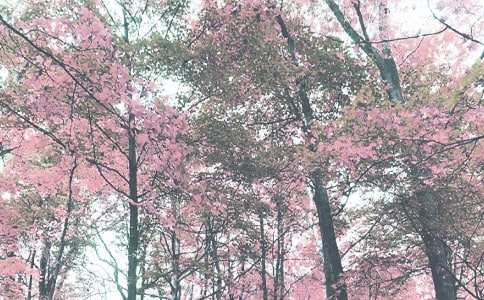 秋季為何累 如何解秋乏