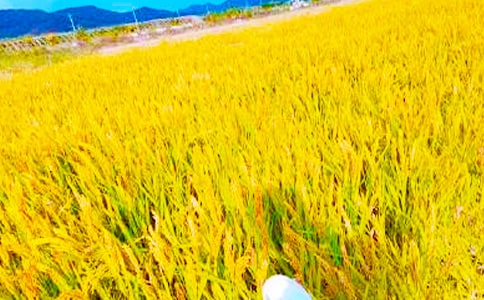 秋收正能量的句子(精選370句)